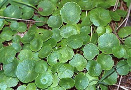 Marsh pennywort