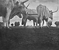 Bétail Cattle c. 1930