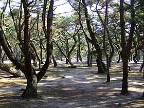 慶野松原