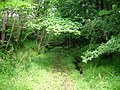 The old railway cutting running from Brackenhills into the Kersland Glen.