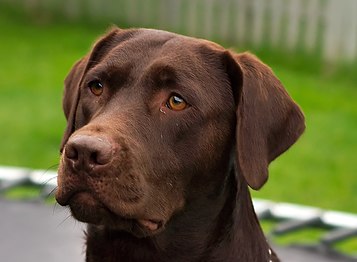 Culoarea hepatică sau ciocolatie la rasa de câini Labrador Retriever