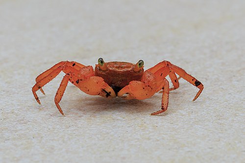 Lahad-Datu Sabah Mount-Silam-Red-Crab-Geosesarma-aurantium-02.jpg