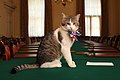 Larry, actuel Chief Mouser to the Cabinet Office.