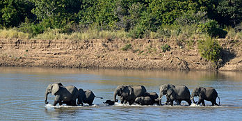 Éléphants de savane (Loxodonta africana) traversant la Luangwa, dans le parc national du Sud-Luangwa, en Zambie. (définition réelle 4 560 × 2 280)