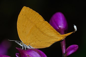 Loxura atymnus, uma espécie de borboleta da família Lycaenidae, originária da Ásia. (definição 4 307 × 2 872)