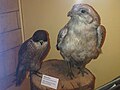 Vándorsólyom (Falco peregrinus) és északi sólyom (Falco rusticolus)