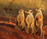 Three standing brown mongooses
