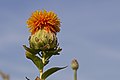 Sáfrányos szeklice (Carthamus tinctorius) virága