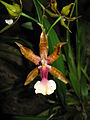 Miltonia clowesii