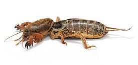 Gryllotalpa gryllotalpa