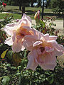 'Mrs A.R. Wadell' 1909, Híbrido de té Pernet-Ducher, Nieuwesteeg Heritage Rose Garden, Maddingley Park, Bacchus Marsh, Victoria