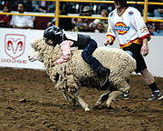 Un enfant participe à un rodéo sur le dos d'un mouton