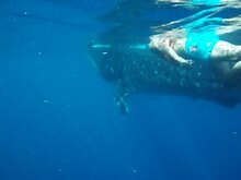 Файл: Nadando con un Tiburón Ballena - Плавание с китовой акулой.ogv
