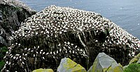 Jan-van-genten bovenop Bird Rock, gezien vanop de kijkplaats voor bezoekers