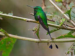 Колібрі-пухоніг болівійський (Ocreatus addae)