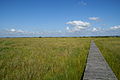 Hochsteg im Hochmoor des Wilden Moores