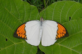 Dorsal view