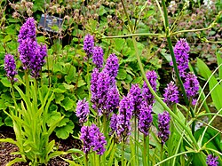 Übersehenes Knabenkraut (Northern marsh orchid)