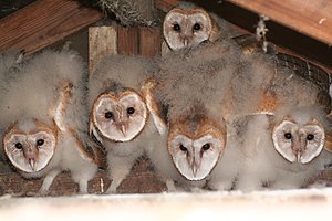 English: A friend had a nest of barn owls on t...