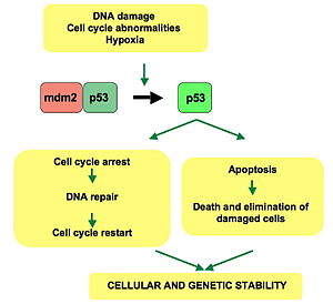 p53 pathway: In a normal cell p53 is inactivated by its negative regulator, mdm2. Upon DNA damage or other stress, various pathways will lead to the dissociation of the p53 and mdm2 complex. Once activated, p53 will either induce a cell cycle arrest to allow repair and survival of the cell or apoptosis to discard the damage cell. How p53 make this choice is currently unknown.