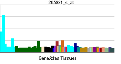 PBB GE CREB5 205931 s at tn.png