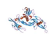 2h62​: Kristalna struktura ternarnog ligand-receptor kompleksa BMP-2