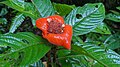 Inflorescences de Palicourea tomentosa