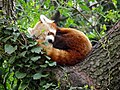 Panda rosso al Parco faunistico "La Torbiera" di Agrate Conturbia, in provincia di Novara