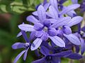 Petrea volubilis