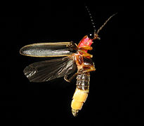 Common eastern firefly