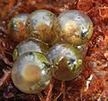 July 1: eggs of frog Phrynopus curator