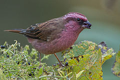 ♂ Carpodacus rodochroa