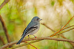 Thumbnail for List of birds of the Canary Islands