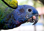 Blåhuvad papegoja i Panama.