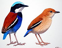 Painting of two short-tailed, upright birds: one rust-backed with blue on head and underparts and a white throat, the other primarily brown with a blue tail and a white wing stripe