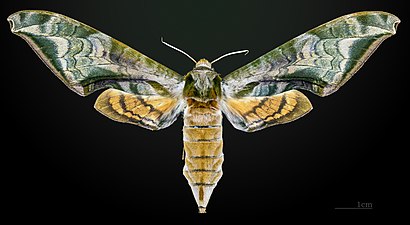 ♀