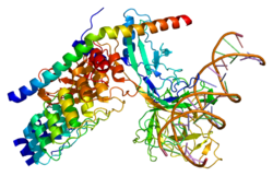 Protein RBPJ PDB 2f8x.png