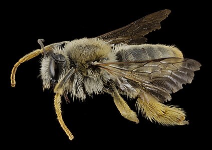 Melittidae - melittid bees (Rediviva sp.)