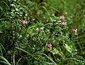 Wimper-Alpenrose (Rhododendron hirsutum)