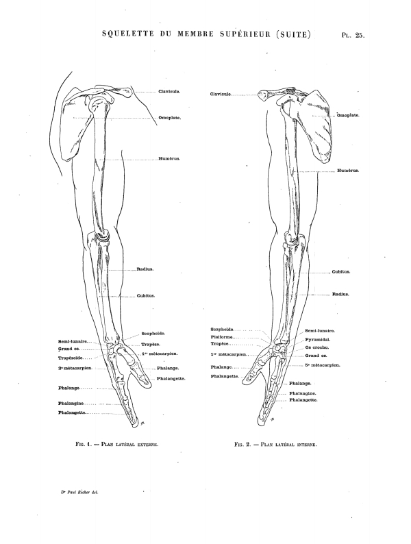 SQUELETTE DU MEMBRE SUPÉRIEUR (SUITE) Pl. 25