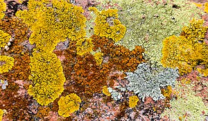 Photo of crustose lichens on a rock