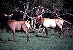 Miniatura para Cervus canadensis roosevelti