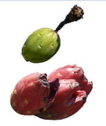 巨人柱果 Saguaro fruit