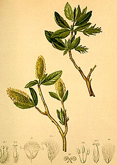 Description de l'image Salix waldsteiniana Atlas Alpenflora.jpg.