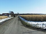 'n Veld vol dekgras in Sandager, Denemarke.