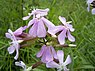 Zeepkruid (Saponaria officinalis)