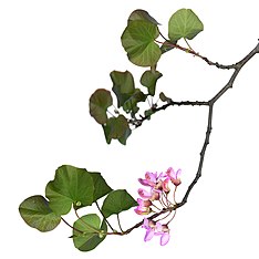 A scanograph of Cercis siliquastrum, or Judas Tree, blooming branch with flower cross sections.