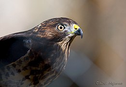 Sharp-shinned hawk