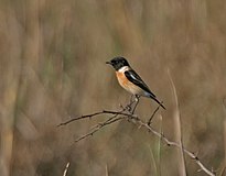 Сибирский Очиток (Saxicola maura) - Самец в Бхаратпуре I IMG 5768.jpg