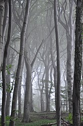 Mensch01 mit Nebel im Buchenwald des Nationalparks Vorpommersche Boddenlandschaft